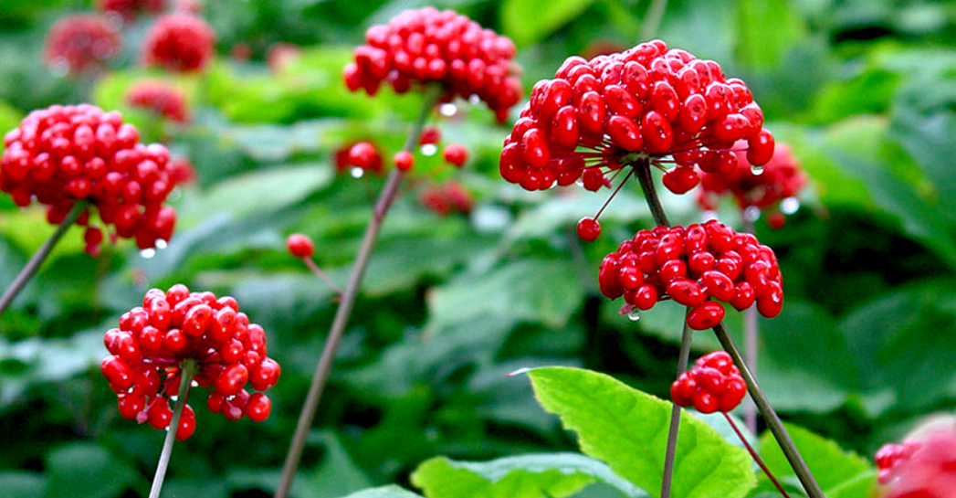 ginseng para agrandar el pene